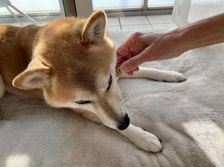 歯磨きガムを食べる柴犬 柴犬,愛犬,日本犬の写真素材
