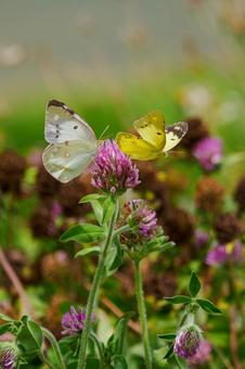 Courtship behavior of the Colias butterfly (2), JPG