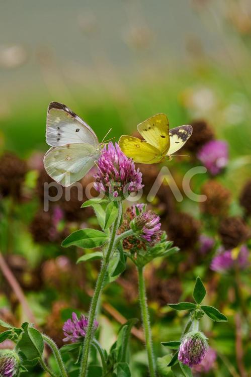 モンキチョウの求愛行動⑵ 蝶,モンキチョウ,昆虫の写真素材