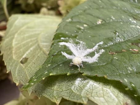 ハゴロモ類の幼虫 07 チュウゴクアミガサハゴロモ,昆虫,虫の写真素材