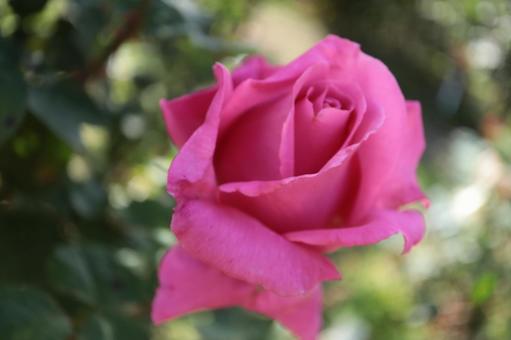 バラ園でピンクの薔薇を撮った写真です バラ園でピンクの薔薇を撮った写真ですの写真
