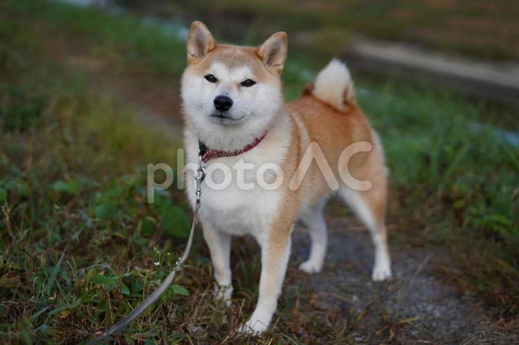 夕方の散歩、土手の上でゆず 柴犬,犬,日本犬の写真素材