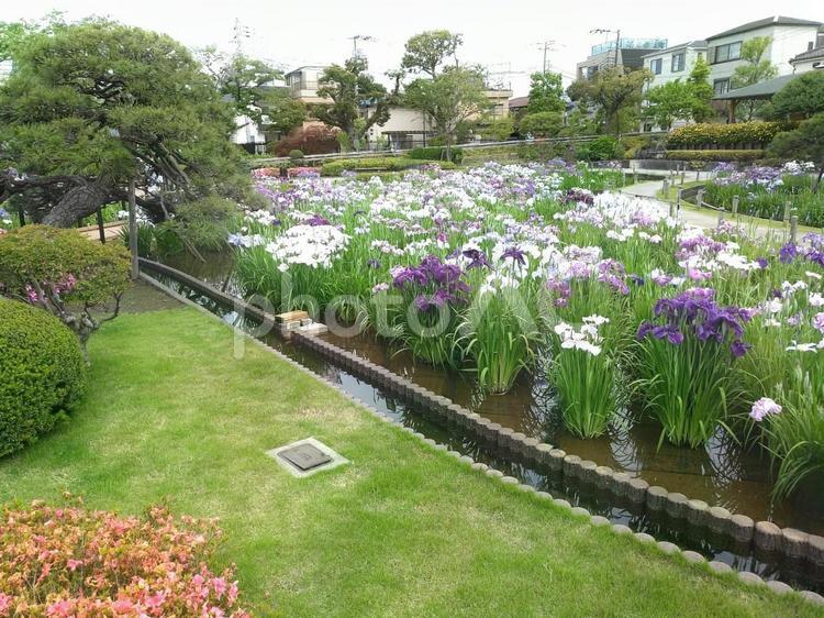 しょうぶ園　広範囲 菖蒲,しょうぶ,花の写真素材
