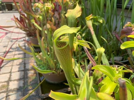 食虫植物　サラセニアの写真