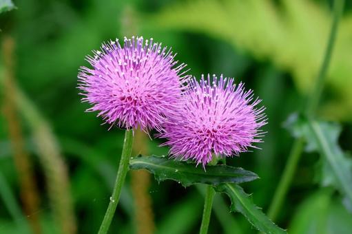 アザミ2 アザミ2 アザミ,植物,花の写真素材