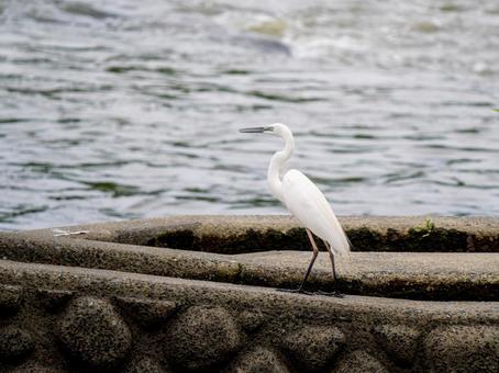 水辺のダイサギ 水辺のダイサギの写真