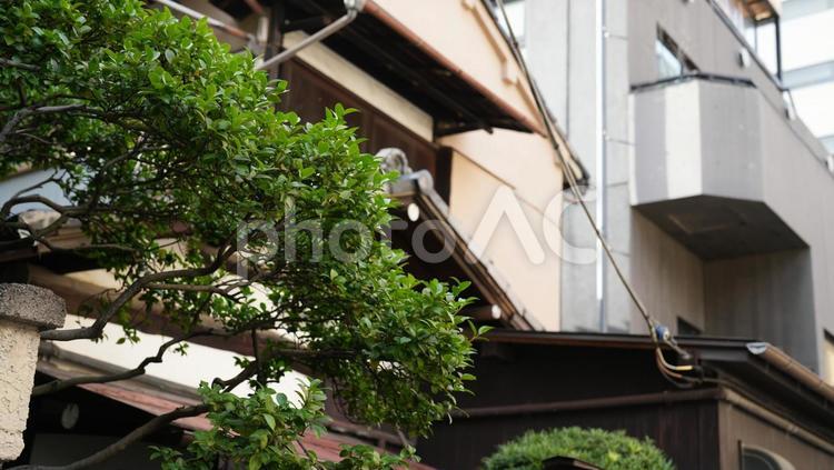 神楽坂の古民家 神楽坂,街並み,狭い路地の写真素材