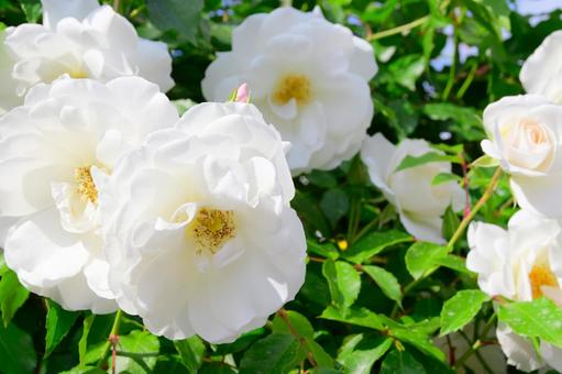 お花畑 バラ お花畑 バラの写真