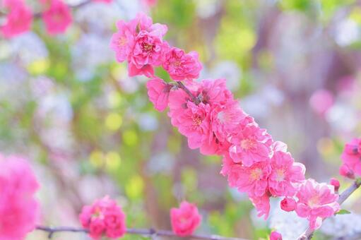 濃いピンクの花桃 桃の花,花桃,花の写真素材