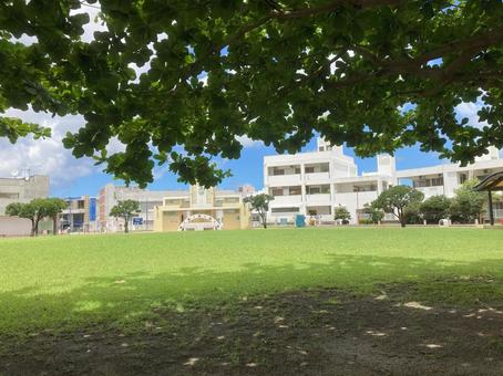木陰 木陰 沖縄,夏,芝生の写真素材