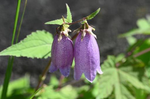 家の庭に咲いたホタルブクロの花の写真