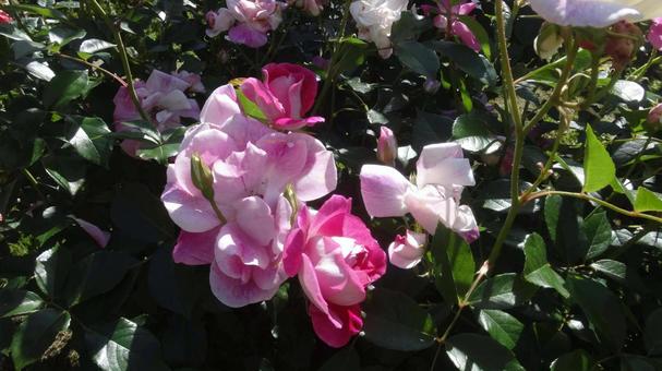 バラ ブリリアント・ピンク・アイスバーグ バラ ブリリアント・ピンク・アイスバーグの写真