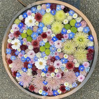 花手水 花手水の写真