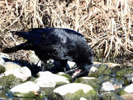 川辺の石を咥えるカラス 川辺の石を咥えるカラスの写真