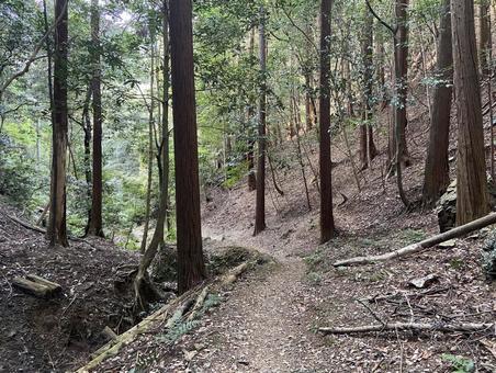 山道 山道の写真