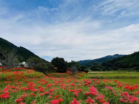 彼岸花群生地① 彼岸花群生地① 彼岸花,赤,花の写真素材