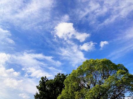 夏空 夏空 夏空,雲,白の写真素材