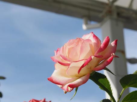 バラ園のジュビレデュプリンスドゥモナコ バラ園のジュビレデュプリンスドゥモナコの写真