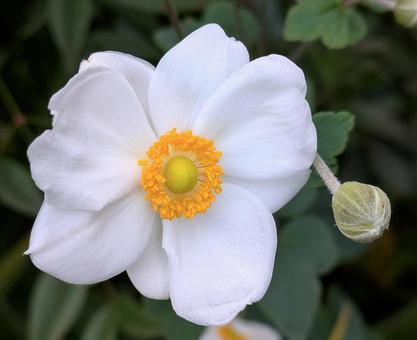 白いシュウメイギクのクローズアップ 白いシュウメイギクのクローズアップ 秋明菊,貴船菊,一重咲きの写真素材