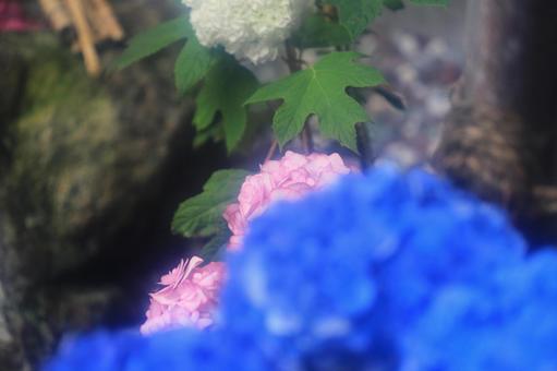 青&ピンク 青&ピンクの写真