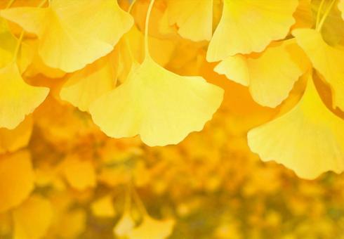Autumn ginkgo yellow ginkgo leaves free, JPG