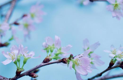 春のイメージ（桜） さくら,春イメージ,ピンクの写真素材