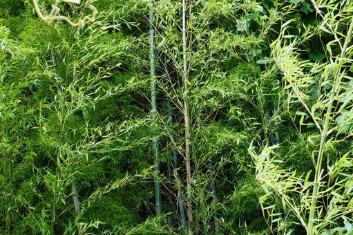 竹林の風景 竹林の風景 笹,葉,植物の写真素材