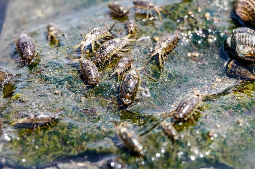 干潟の生き物⑴ 干潟の生き物⑴の写真