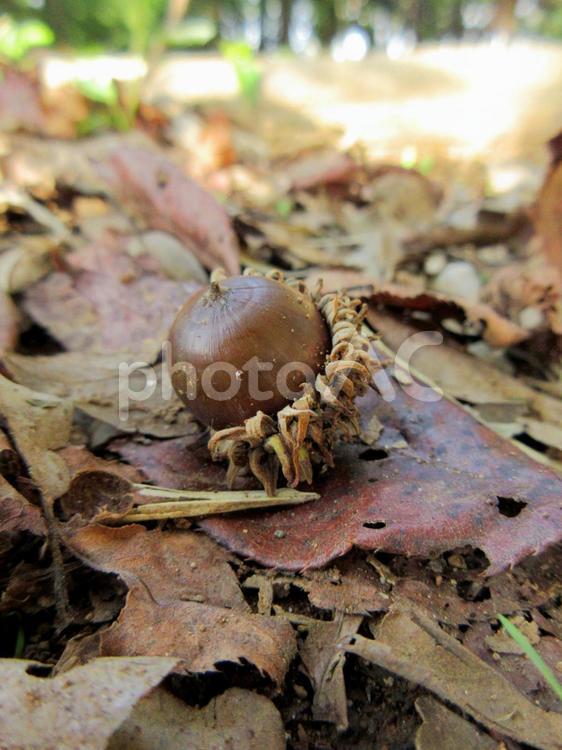 落ち葉の上のクヌギのドングリ ドングリ,どんぐり,クヌギの写真素材