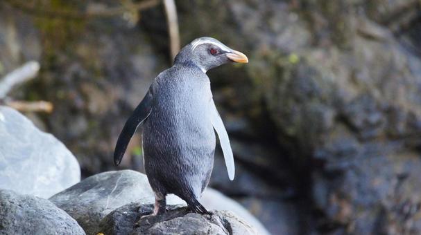 岩場で振り向くフィヨルドランドペンギン 岩場で振り向くフィヨルドランドペンギンの写真