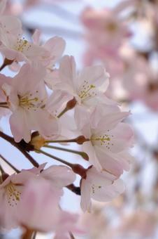桜 桜の写真
