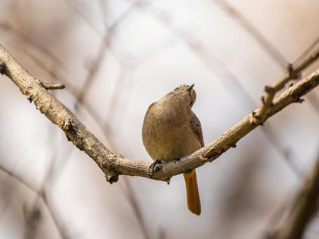 枝にとまるジョウビタキのメス 枝にとまるジョウビタキのメスの写真