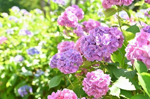 紫陽花 紫陽花の写真
