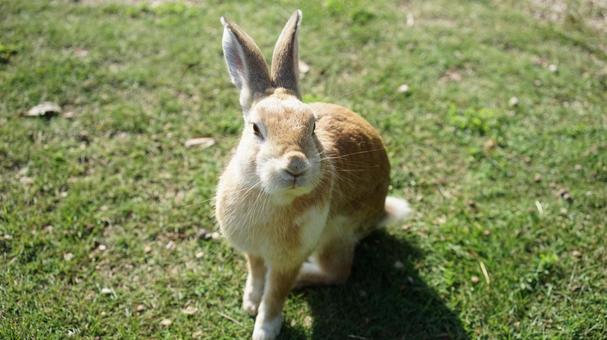 Photo, rabbit, lawn, okunoshima, 