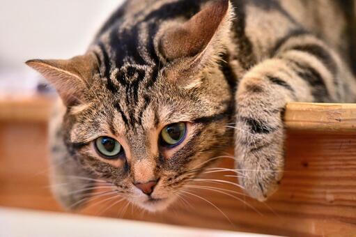 ねこ ねこ,動物,しま模様の写真素材