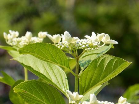 [Flower photo] Hydrangea flower, JPG