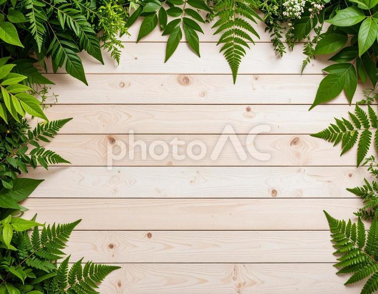 植物と木のナチュラルなフレーム 植物,グリーン,ナチュラルの写真素材