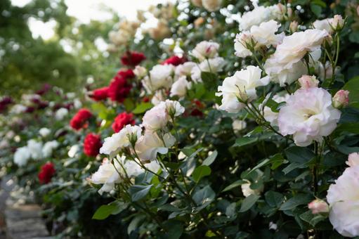 薔薇 薔薇の写真