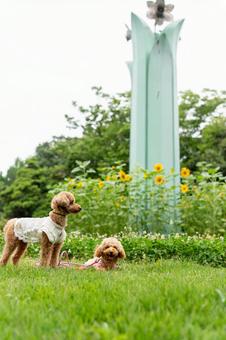 夏の公園で散歩するトイプードル トイプードル,トイプー,向日葵の写真素材