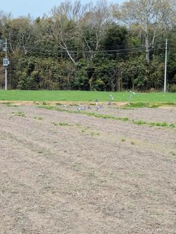 Pigeons flocking in an empty field, dove, wild bird, bird watching, JPG