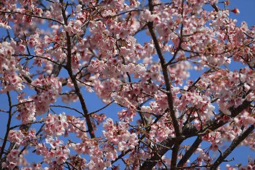 Early-blooming cherry blossoms, JPG