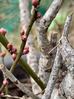 ツボミ ツボミの写真