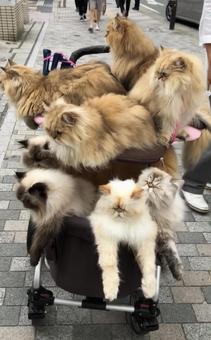 Photo, cat, persia, fukuoka, 