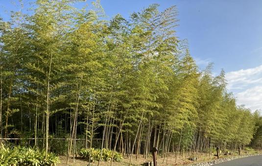 竹林① 風景,木,自然の写真素材