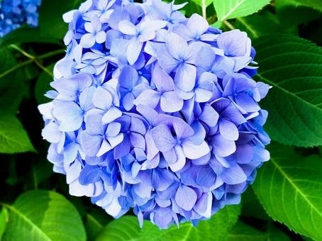 紫陽花 青 初夏 梅雨 紫陽花 青 初夏 梅雨の写真