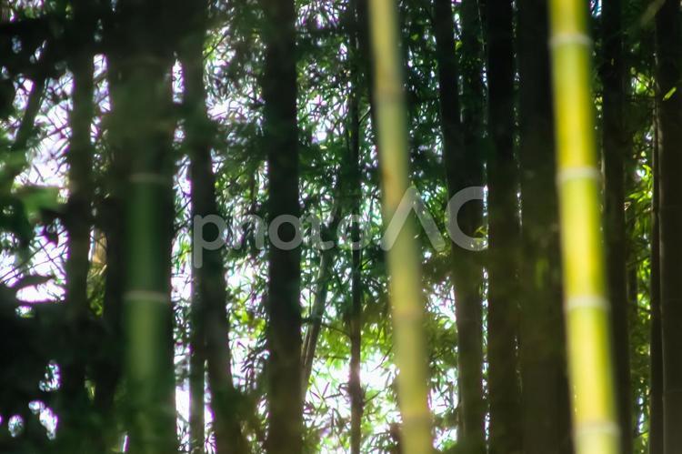 竹林と白い光 竹,竹林,木漏れ日の写真素材