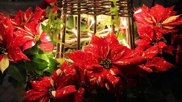 イルミネーションとポインセチア イルミネーション,クリスマス,ポインセチアの写真素材