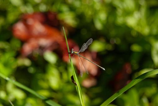 イトトンボ トンボ,イトトンボ,昆虫の写真素材