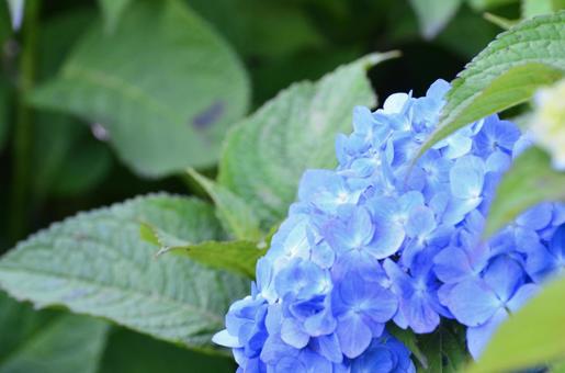 紫陽花 紫陽花 紫陽花,あじさい,アジサイの写真素材