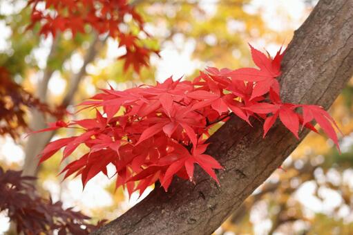 胴吹きの紅葉 秋,赤,11月の写真素材